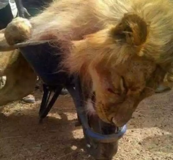 See Photo Of The Stray Lion In Jos Park After It Was Killed